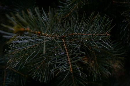 Photo for A closeup shot of spruce branch with rain drops on it in dark dramatic colors - Royalty Free Image