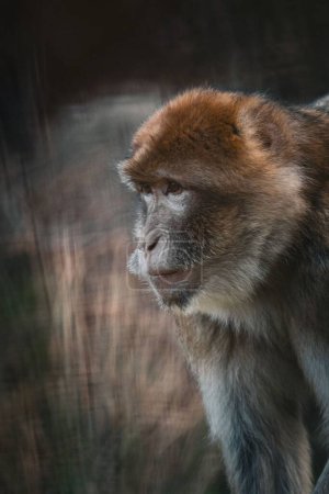Foto de Un primer plano de un mono con un fondo borroso - Imagen libre de derechos