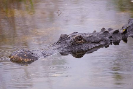 Téléchargez les photos : Gros plan d'un alligator brochet (Alligator mississippiensis) nageant dans un marécage - en image libre de droit