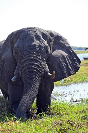 Foto de Primer plano de la cabeza de un elefante en el Parque Nacional Chobe en Botswana, África - Imagen libre de derechos