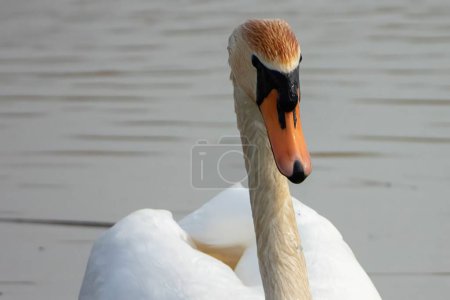 Photo for A closeup shot of a mute swan swimming in a pond. - Royalty Free Image