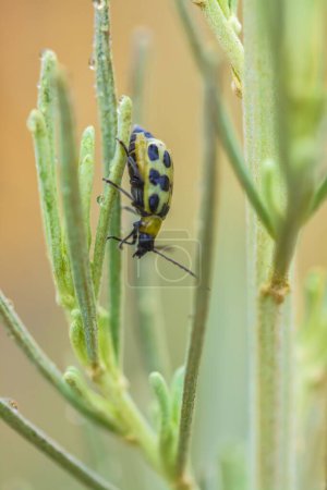 Un primer plano de un lindo escarabajo de pepino moteado que baja plantas verdes húmedas en un desierto soleado