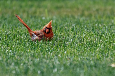 Foto de Un primer plano de un cardenal rojo del norte encaramado en hierba verde - Imagen libre de derechos