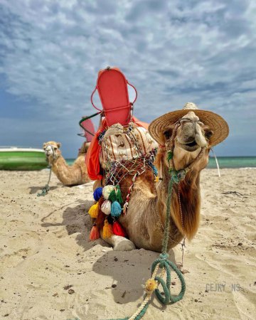 Foto de Un selectivo de un camello divertido descansando en una playa de arena - Imagen libre de derechos