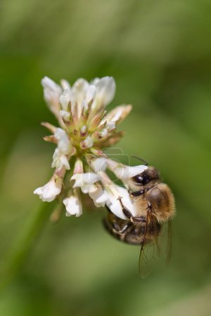 Photo for A vertical shot of a bee collecting nectar from a white clover flower - Royalty Free Image