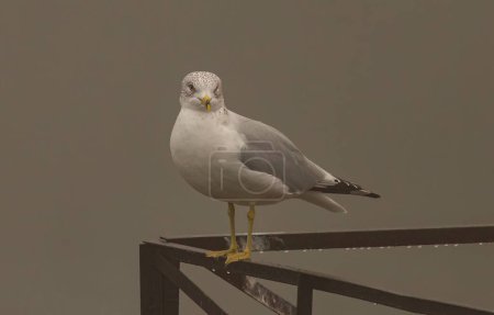 Photo for A shallow focus shot of a Ring-billed gull standing on the edge of a metal fence - Royalty Free Image