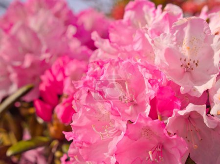 Foto de La macro toma de flores rojas de rododendro con fondo borroso - Imagen libre de derechos