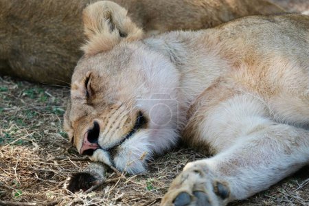 Photo for A closeup shot of a lioness lying on the ground and sleeping in an African safari - Royalty Free Image