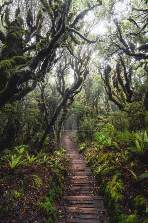 Photo for A vertical shot of a narrow wooden walkway in a lush and wet park - Royalty Free Image