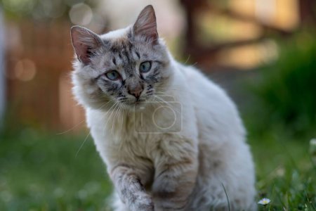 Photo for A closeup of an adorable fluffy Neva Masquerade kitten on green grass in a yard - Royalty Free Image