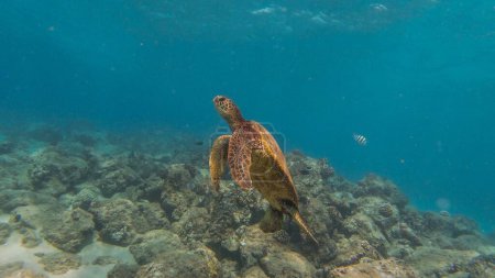 Téléchargez les photos : Une tortue de mer verte nageant dans l'eau bleue - en image libre de droit