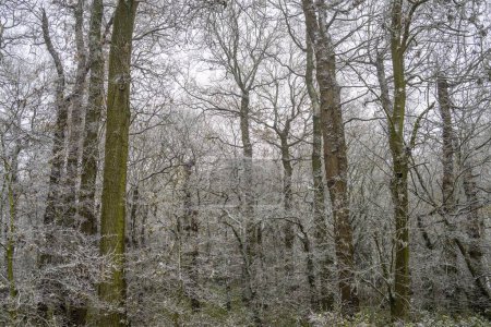Photo for The high trees in a forest covered with snow - Royalty Free Image