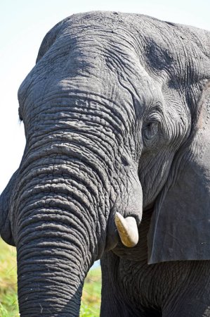 Téléchargez les photos : Gros plan de la tête d'un éléphant au parc national Chobe au Botswana, en Afrique - en image libre de droit
