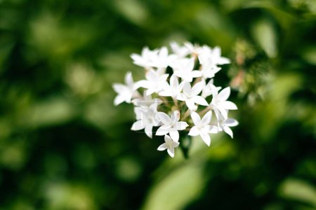 Photo for A selective focus of a white Pentas lanceolata or Egyptian star cluster, in a garden on a sunny day - Royalty Free Image
