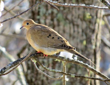 Photo for A closeup of a (Zenaida macroura) Mourning Dove perched on a tree branch - Royalty Free Image