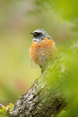 Photo for A vertical closeup of a common redstart (Phoenicurus phoenicurus) on a tree against blurred background - Royalty Free Image