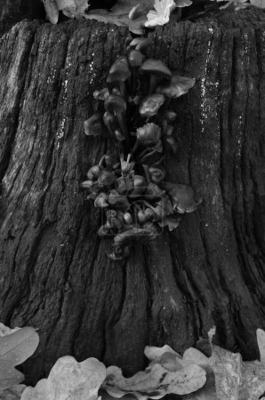 Téléchargez les photos : Échelle de gris verticale d'un tronc d'arbre avec champignon envahi - en image libre de droit