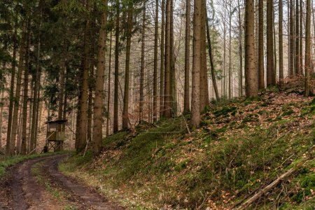 Téléchargez les photos : Une belle forêt d'automne à Baden-Wurtemberg, Allemagne - en image libre de droit