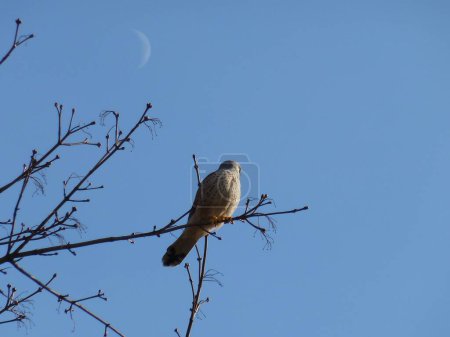 Photo for A closeup shot of a common kestrel on the branch of a tree - Royalty Free Image