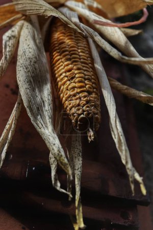 Foto de Un primer plano de maíz con hojas secas - Imagen libre de derechos