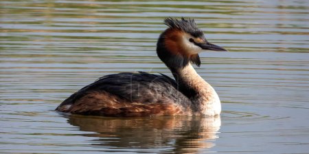 Photo for A great crested grebe swimming in a pond. - Royalty Free Image