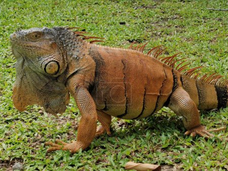 Foto de Una iguana común descansando en el patio sobre la hierba - Imagen libre de derechos