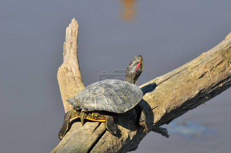 Photo for A red-eared slider turtle on top of a tree branch - Royalty Free Image