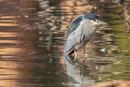 Photo for A beautiful black-crowned night heron taking a dip in a reflective lake in the wilderness - Royalty Free Image