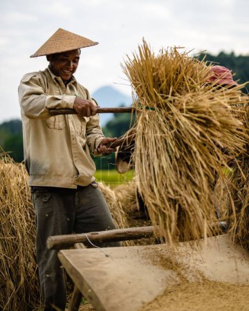 Téléchargez les photos : Sélectif d'un agriculteur adulte avec un chapeau de palmier récoltant du riz à Nong Khiaw - en image libre de droit