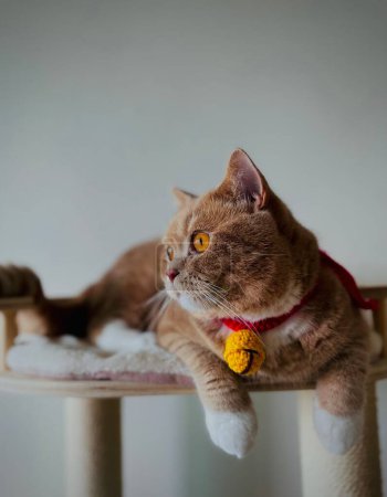 Foto de Un disparo vertical de un adorable gato marrón con campana de punto en el cuello - Imagen libre de derechos
