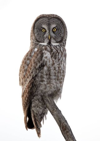 Photo for A vertical of a Great Gray Owl (Strix nebulosa) on tree branch isolated on an empty white background - Royalty Free Image
