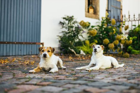 Téléchargez les photos : Un gros plan du vieux et jeune Jack Russell Terrier assis sur le sol - en image libre de droit