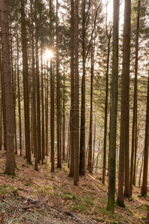 Téléchargez les photos : Un coup vertical du soleil brille dans une belle forêt d'automne à Baden-Wurtemberg, Allemagne - en image libre de droit