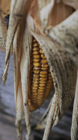 Foto de Un primer plano de un maíz con hojas secas - Imagen libre de derechos