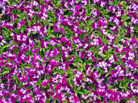 Photo for A pattern on violets taken from above - Royalty Free Image