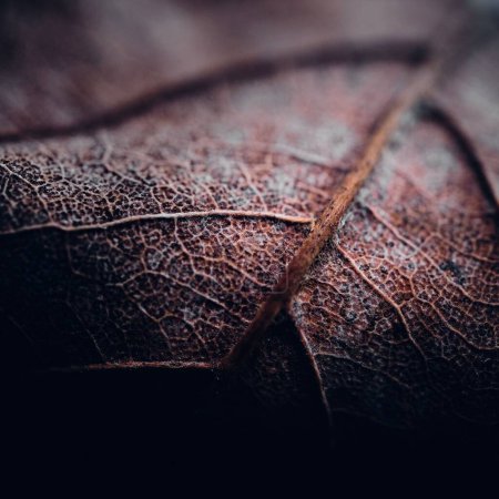 Photo for A macro shot of the details of the dried leaf - Royalty Free Image