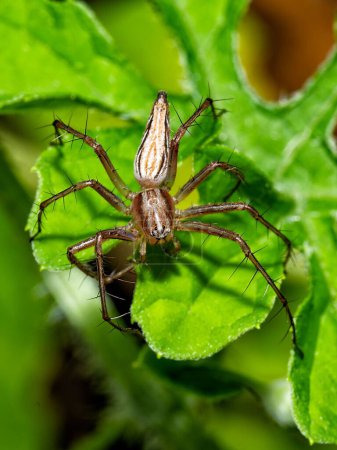 Téléchargez les photos : Gros plan d'une araignée rayée de lynx sur les feuilles vertes. - en image libre de droit