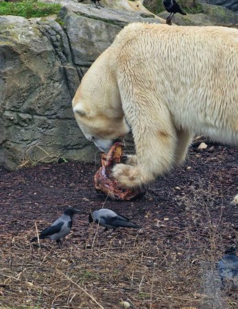 Photo for A vertical closeup of a polar bear eating meat near a stone, crows near - Royalty Free Image
