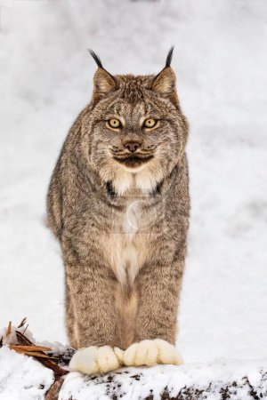 Téléchargez les photos : Plan vertical d'un lynx dans la neige. - en image libre de droit