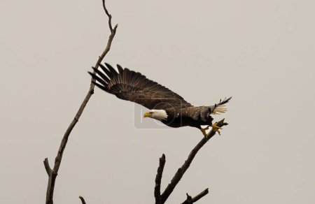 Téléchargez les photos : Un aigle chauve décollant d'une branche sur fond de ciel gris - en image libre de droit