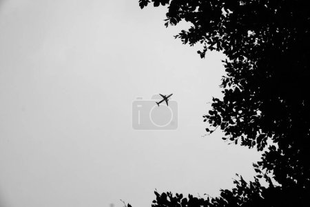 Téléchargez les photos : Un faible angle de cime des arbres contre un avion volant dans un ciel nuageux tourné en niveaux de gris - en image libre de droit