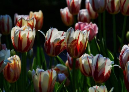 Téléchargez les photos : Un tas de tulipes rouges et blanches dans un champ - en image libre de droit