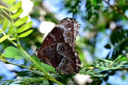Téléchargez les photos : Gros plan d'un papillon Morpho bleu avec des yeux bruns sur les ailes sur la branche de l'arbre. - en image libre de droit