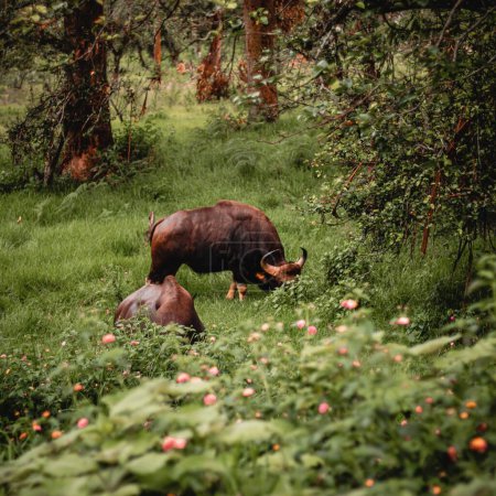Foto de Los dos toros Gauro (Bos gaurus) pastando en el bosque - Imagen libre de derechos