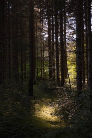 Foto de Un pintoresco plano vertical de un oscuro bosque místico con altos árboles siempreverdes durante la primavera - Imagen libre de derechos