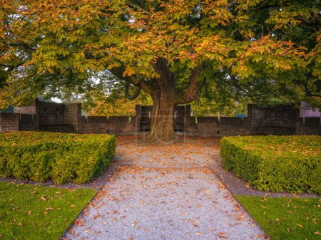 Photo for A beautiful old big green tree in the garden of the Castle De Haar in Utrecht, Netherlands - Royalty Free Image