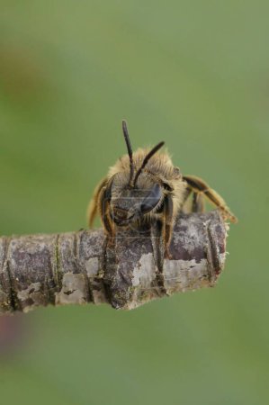 Foto de Una macro toma vertical de una abeja pequeño surco (Lasioglossum calceatum) encaramado en una ramita - Imagen libre de derechos