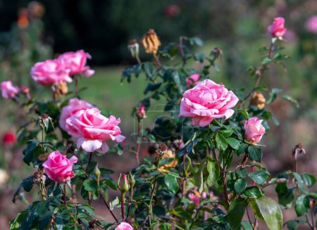 Téléchargez les photos : Un gros plan de belles roses roses poussant dans un jardin - en image libre de droit