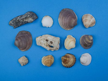 Foto de Un primer plano de conchas marinas en fondo azul - Imagen libre de derechos