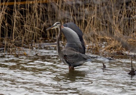 Photo for A closeup shot of the grey heron in the water - Royalty Free Image